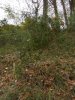 (2010.12.10) РЖД уничтожает рощу сосны пицундской на мысе Видный