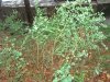 Главный герой - ложнодрок монпелийский