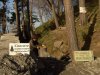 Актирование незаконно спиленных пицундских сосен