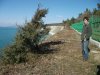 (2011.02.16) Обрыв, через который проложен забор вокруг виноградников ООО "Лазурная ягода", является местом произрастания можжев