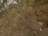 (2011.03.17) Уничтожение последнего места обитания ложнодрока монпелийского в России