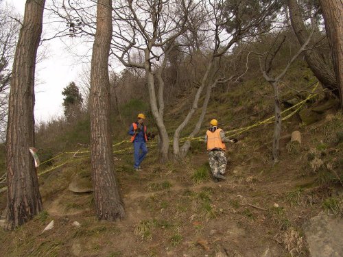 (2011.03.17) Уничтожение последнего места обитания ложнодрока монпелийского в России