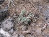 (2011.03.22) Общественная инспекция на мысе Видном