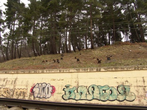 (2011.04.02) Вырубка сосны пицундской в Уч-Дере