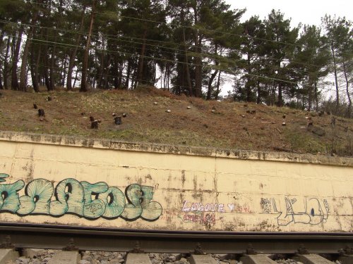 (2011.04.02) Вырубка сосны пицундской в Уч-Дере