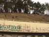 (2011.04.02) Вырубка сосны пицундской в Уч-Дере