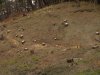 (2011.04.02) Вырубка сосны пицундской в Уч-Дере