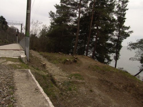 (2011.04.02) Вырубка сосны пицундской в Уч-Дере