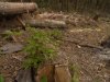 (2011.04.02) Вырубка сосны пицундской в Уч-Дере