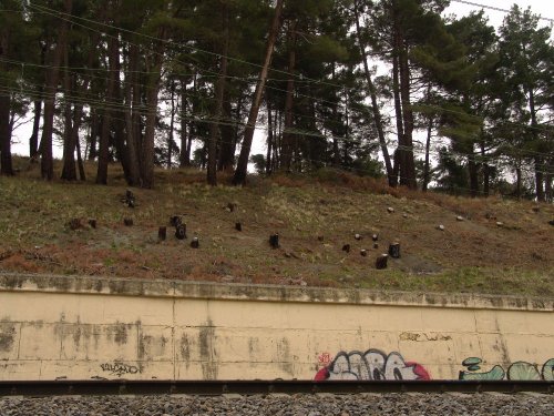 (2011.04.02) Вырубка сосны пицундской в Уч-Дере