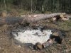 (2011.04.02) Вырубка сосны пицундской в Уч-Дере