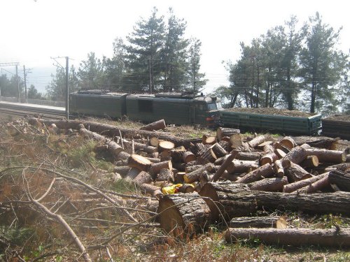 (2011.04.02) Вырубка сосны пицундской в Уч-Дере