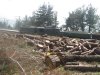 (2011.04.02) Вырубка сосны пицундской в Уч-Дере