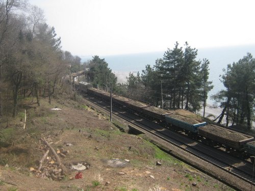 (2011.04.02) Вырубка сосны пицундской в Уч-Дере