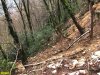 Раненые деревья и самшитник. Из-за большой крутизны склона глыбы улетали на сотни метров вниз