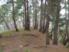 (2011.04.26) Вырубки на Уч-Дере продолжаются