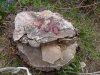 (2011.04.26) Вырубки на Уч-Дере продолжаются