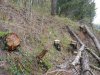 (2011.04.26) Вырубки на Уч-Дере продолжаются