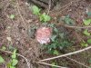 (2011.04.26) Вырубки на Уч-Дере продолжаются