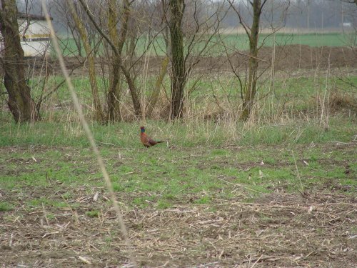 (2011.04.15) Фазан на кормежке