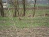 (2011.04.15) Фазан на кормежке