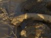 (2011.01.21) Бурный поток отходов