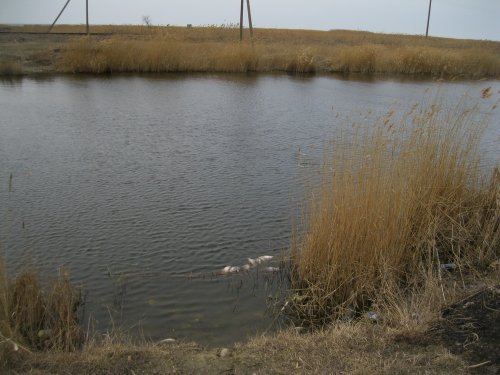 Мертвая рыба в водо-сбросном канале