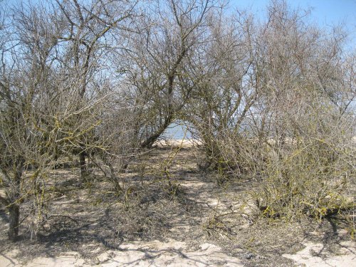 Славянский район, Ачуево, Прорвенский, Калабатка, Кучугуры, плавни, море, пляж, лиманы, скважины, нефть и газ