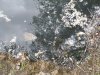 Мёртвая рыба