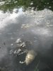 Мёртвая рыба