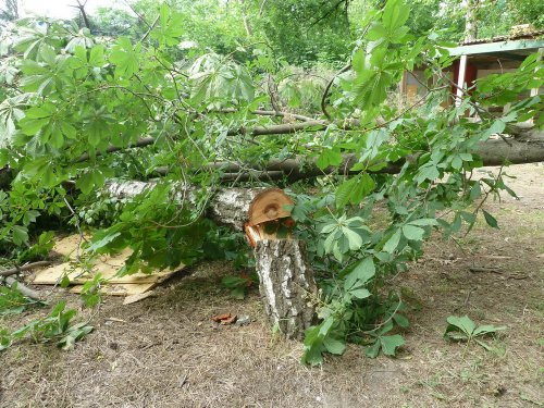 Незаконная вырубка берёзовой рощи в Гидрострое (Краснодар)