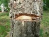 Незаконная вырубка берёзовой рощи в Гидрострое (Краснодар)