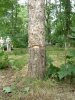 Незаконная вырубка берёзовой рощи в Гидрострое (Краснодар)