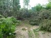 Незаконная вырубка берёзовой рощи в Гидрострое (Краснодар)