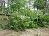 Незаконная вырубка берёзовой рощи в Гидрострое (Краснодар)