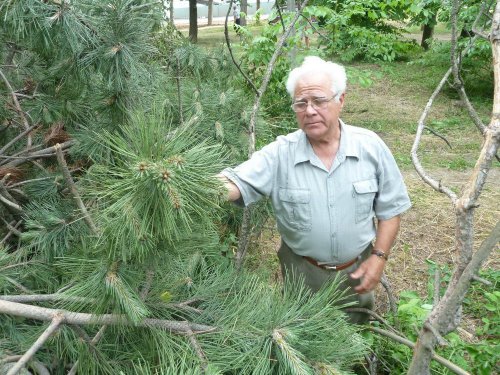 Незаконная вырубка берёзовой рощи в Гидрострое (Краснодар)