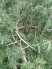Незаконная вырубка берёзовой рощи в Гидрострое (Краснодар)