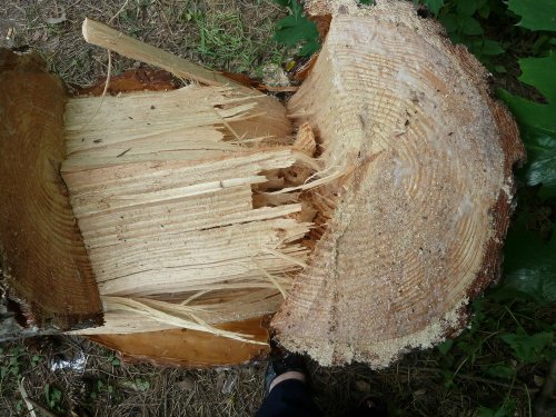 Незаконная вырубка берёзовой рощи в Гидрострое (Краснодар)