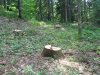 Вырубки во всемирном наследии в Адыгее