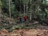  Вырубки во всемирном наследии в Адыгее