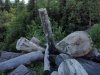  Вырубки во всемирном наследии в Адыгее