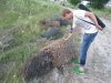 Сетка от забора, который стоял на дамбе и забившись листвой стал способствовал подъему воды и размыву дамбы