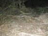 Незаконная вырубка леса в Кудепсте