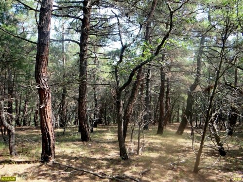 Сосновый лес в районе урочища Сосновка (между Геленджиком и Дивноморским)