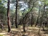 Сосновый лес в районе урочища Сосновка (между Геленджиком и Дивноморским)