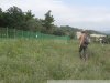 Виноградники Путина возле села Дивноморское