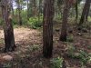 Инспекция планируемого поселка в квартале 147А Лермонтовского лесничества