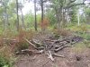 Инспекция планируемого поселка в квартале 147А Лермонтовского лесничества