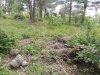 Инспекция планируемого поселка в квартале 147А Лермонтовского лесничества