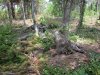 Инспекция планируемого поселка в квартале 147А Лермонтовского лесничества